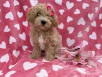 Pepper, a female Bichon Frise and Poodle - Miniature  for sale in Lakeland, FL – Photo 4 of 8