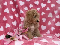 Pepper, a female Bichon Frise and Poodle - Miniature  for sale in Lakeland, FL – Photo 3 of 8