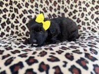Dixie, a female Poodle - Miniature  and Miniature Aussiedoodle for sale in Lakeland, FL – 3 of 6