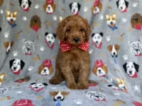 Meeko, a male Cavapoo for sale in Lakeland, FL – 8 of 9