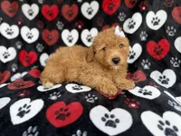 Olivia, a female Miniature Aussiedoodle for sale in Lakeland, FL – 6 of 9
