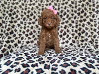 Macey, a female Cockapoo and Poodle - Miniature  for sale in Lakeland, FL – 4 of 8