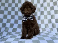 Captain, a male Cavapoo for sale in Lakeland, FL – 3 of 9
