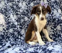 Bindi, a female Miniature Australian Shepherd for sale in Lakeland, FL – 4 of 8