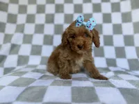 Fancy, a female Cockapoo and Poodle - Miniature  for sale in Lakeland, FL – 7 of 8