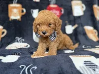 Lance, a male Cavapoo for sale in Lakeland, FL – 3 of 8