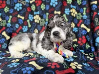 Hero, a male Cocker Spaniel for sale in Lakeland, FL – 6 of 8