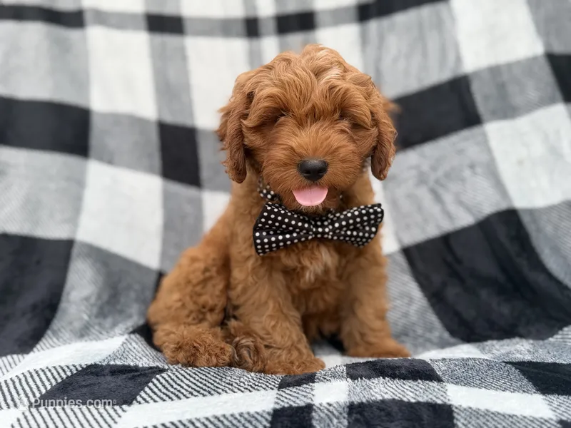 Benny – Cavapoo puppy for sale in Lakeland, FL