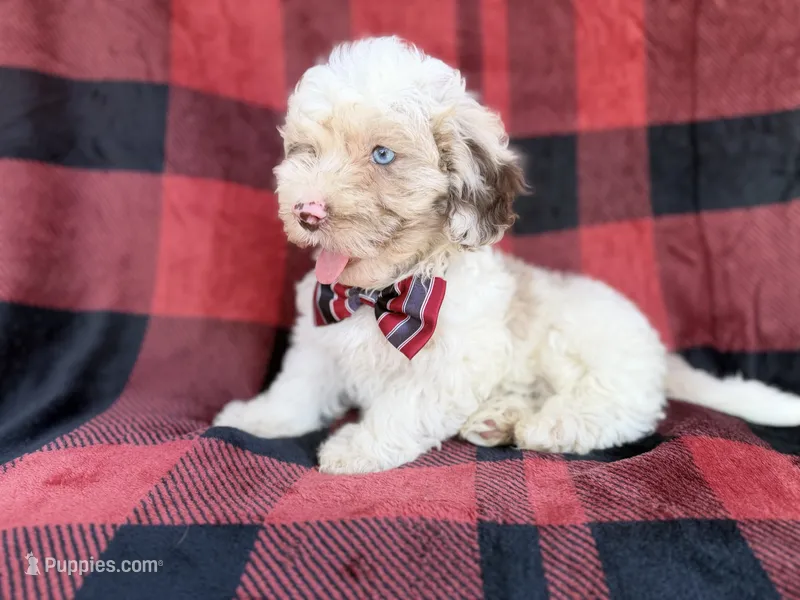 Slade – Cockapoo puppy for sale in Lakeland, FL