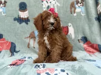 Buttercup , a female Cavapoo for sale in Lakeland, FL – 3 of 7