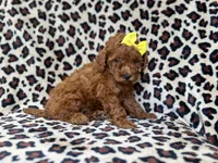 Sydney, a female Miniature Goldendoodle for sale in Lakeland, FL – 7 of 8