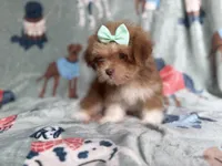 Tilly, a female Lhasa Apso for sale in Lakeland, FL – 3 of 7