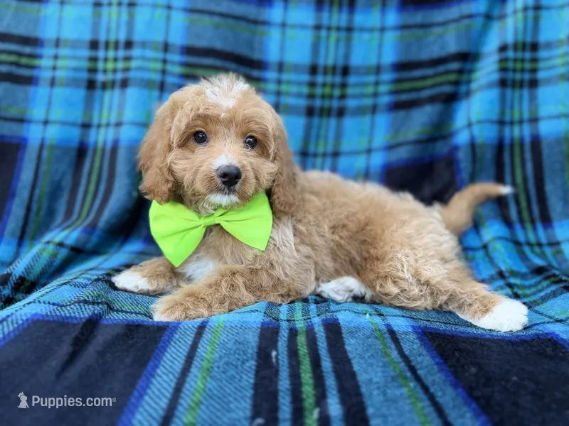 Astor – Cavapoo puppy for sale in Lakeland, FL