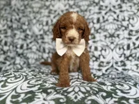 Mikey, a male Cockapoo and Poodle - Miniature  for sale in Lakeland, FL – 4 of 8