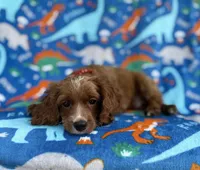 Pongo, a male Cavapoo for sale in Lakeland, FL – Photo 8 of 9