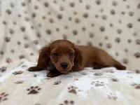 Dax, a male Cavapoo for sale in Lakeland, FL – 6 of 8