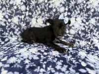 Ava, a female Miniature Schnauzer for sale in Lakeland, FL – 5 of 8