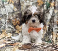 Dagger, a male Shihpoo for sale in Lakeland, FL – 3 of 9