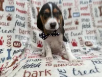 Waylon, a male Beagle for sale in Lakeland, FL – 1 of 9
