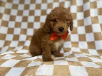 Amos, a male Miniature Goldendoodle for sale in Lakeland, FL – 8 of 8