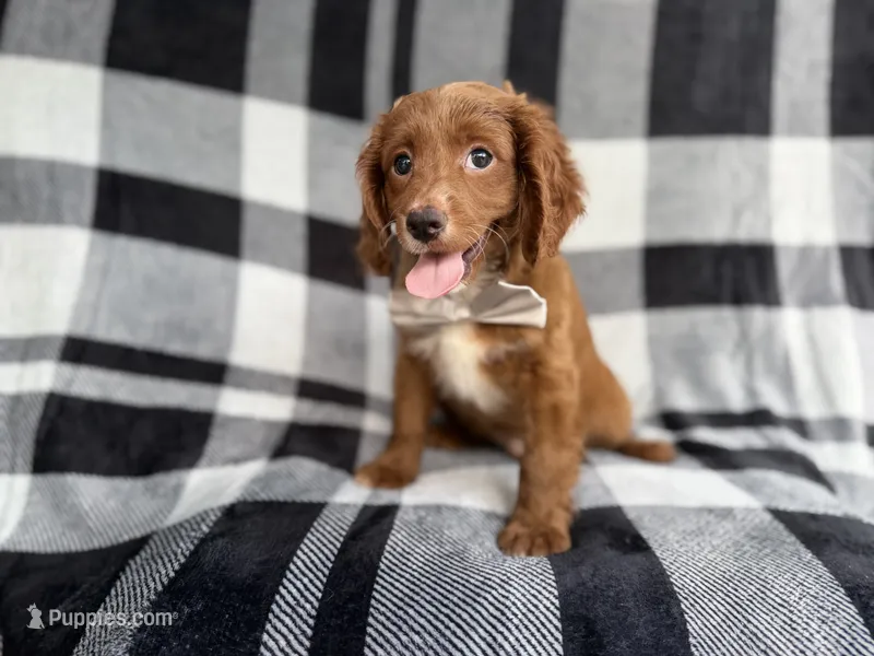 Royal – Cavapoo puppy for sale in Lakeland, FL