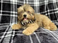 Diego, a male Shihpoo for sale in Lakeland, FL – 6 of 7