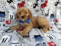 Conner, a male Cavapoo for sale in Lakeland, FL – 6 of 9