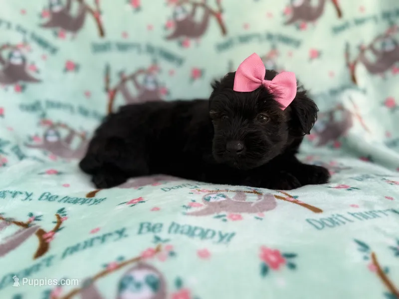 Darla – Miniature Aussiedoodle puppy for sale in Lakeland, FL