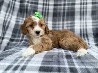Mia, a female Cavalier King Charles Spaniel and Poodle - Miniature  for sale in Lakeland, FL – Photo 5 of 9