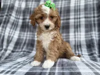 Mia, a female Cavalier King Charles Spaniel and Poodle - Miniature  for sale in Lakeland, FL – Photo 9 of 9