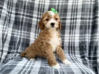 Mia, a female Cavalier King Charles Spaniel and Poodle - Miniature  for sale in Lakeland, FL – Photo 2 of 9
