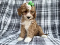 Mia, a female Cavalier King Charles Spaniel and Poodle - Miniature  for sale in Lakeland, FL – Photo 8 of 9