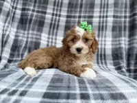 Mia, a female Cavalier King Charles Spaniel and Poodle - Miniature  for sale in Lakeland, FL – Photo 4 of 9