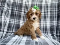 Mia, a female Cavalier King Charles Spaniel and Poodle - Miniature  for sale in Lakeland, FL – Photo 3 of 9