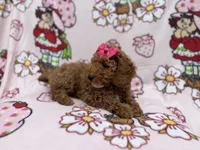 Remi, a female Cockapoo for sale in Lakeland, FL – 7 of 8