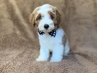 Shadow, a male Cavapoo for sale in Lakeland, FL – 1 of 10