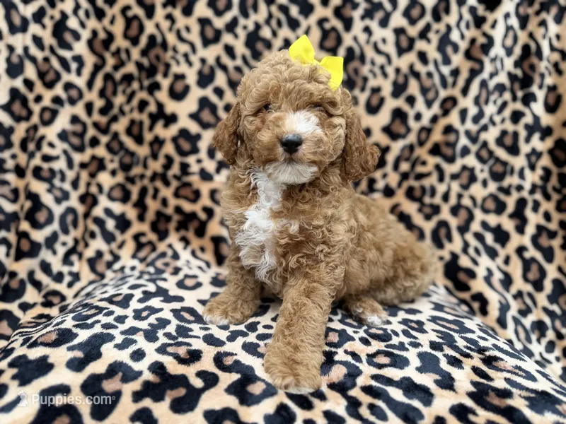 Reagan – Cockapoo, Poodle - Miniature  puppy for sale in Lakeland, FL