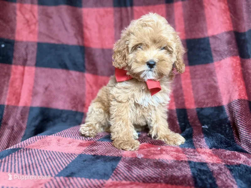 Rover – Cockapoo, Poodle - Miniature  puppy for sale in Lakeland, FL