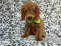 Prince, a male Cockapoo for sale in Lakeland, FL – 5 of 9