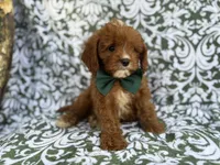 Lasso, a male Cavapoo for sale in Lakeland, FL – 2 of 9