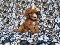 Miley, a female Cockapoo and Poodle - Miniature  for sale in Lakeland, FL – 3 of 8