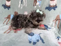 Piper, a female Miniature Schnauzer for sale in Lakeland, FL – 5 of 9