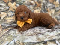 Luca, a male Miniature Goldendoodle for sale in Lakeland, FL – 2 of 9