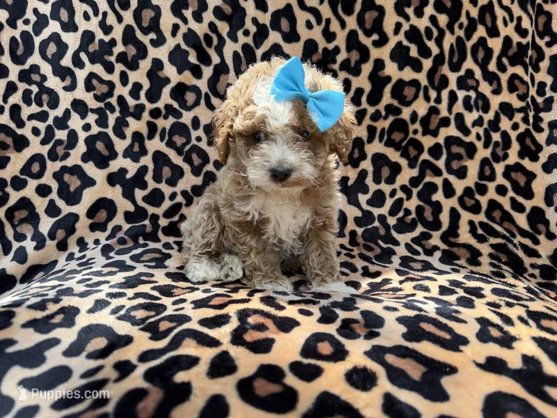 Fancy – Cockapoo puppy for sale in Lakeland, FL