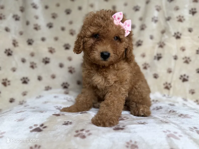 Allison – Miniature Goldendoodle puppy for sale in Lakeland, FL