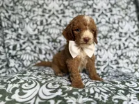 Mikey, a male Cockapoo and Poodle - Miniature  for sale in Lakeland, FL – 5 of 8