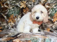 Ollie, a male Cockapoo for sale in Lakeland, FL – 2 of 9