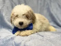 Hercules, a male Bichpoo for sale in Lakeland, FL – 5 of 9