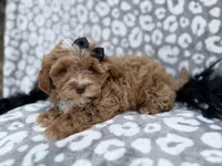 Harley, a female Shihpoo for sale in Lakeland, FL – Photo 8 of 8