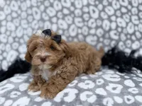 Harley, a female Shihpoo for sale in Lakeland, FL – Photo 5 of 8